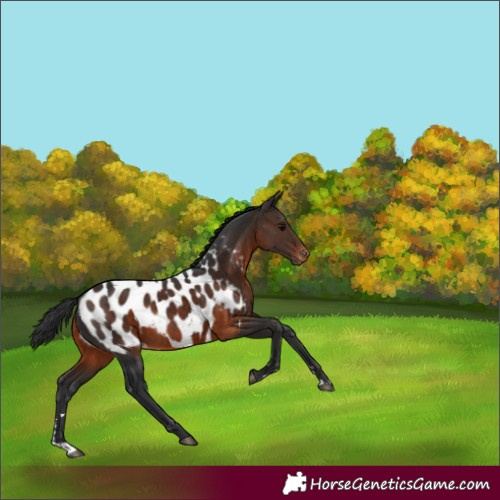 Horse Color:Brown Appaloosa