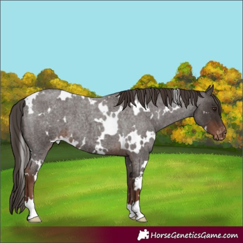 Horse Color:White Spotted Liver Red Roan Varnish 