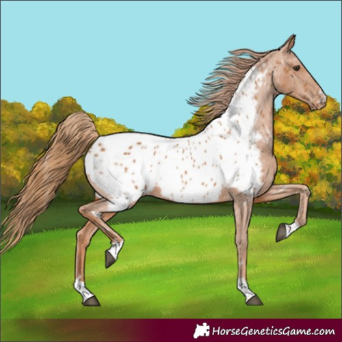 Horse Color:Chestnut Appaloosa 