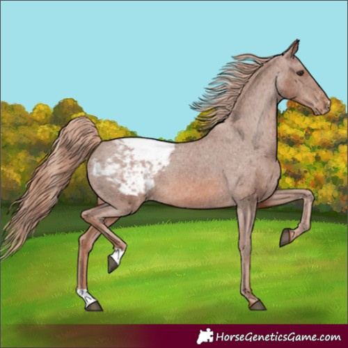 Horse Color:Chestnut Appaloosa 