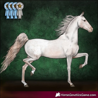 Horse Color:Chestnut Appaloosa 