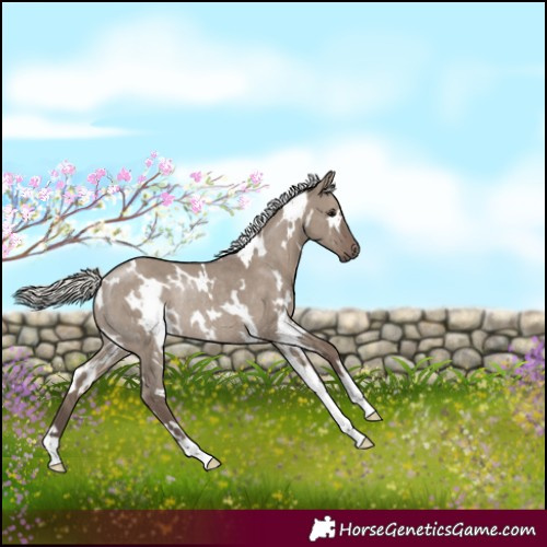 Horse Color:White Spotted Silver Grullo Rabicano 