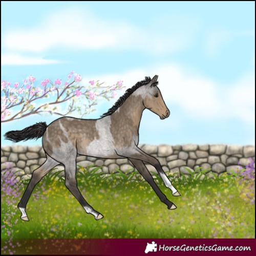 Horse Color:Smoky Grullo Roan Rabicano  and Silver Smoky Grullo Rabicano 