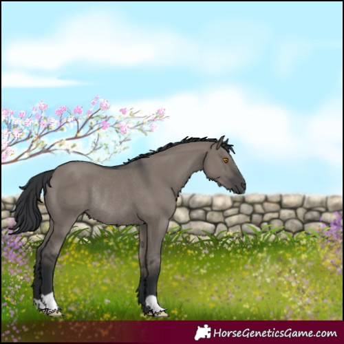 Horse Color:Grullo Rabicano 