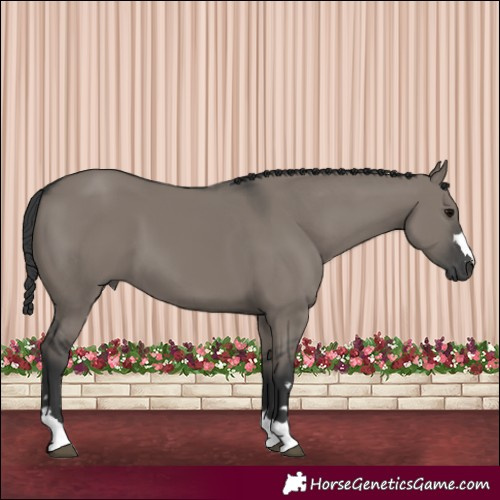 Horse Color:Grullo 