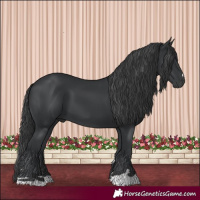 Horse Color:Black 