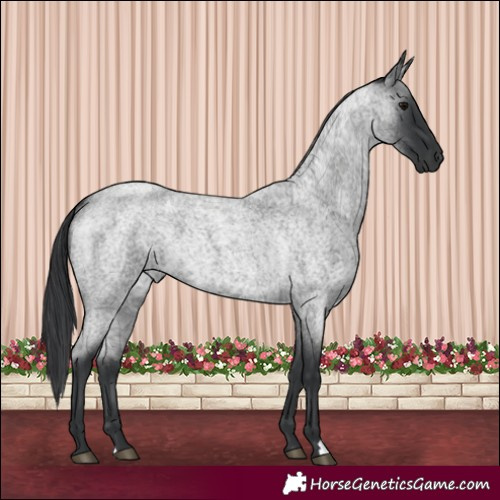 Horse Color:Blue Roan 