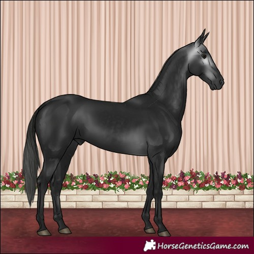 Horse Color:Gray Black 