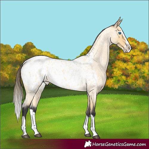 Horse Color:Buckskin Roan Splash Blanket