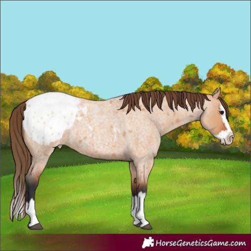 Horse Color:Bay Roan Dun Splash Appaloosa 