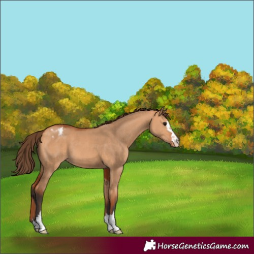 Horse Color:Bay Dun Varnish 