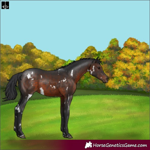 Horse Color:White Spotted Brown