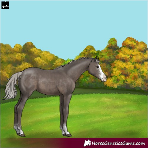 Horse Color:Silver Black Sabino Varnish 