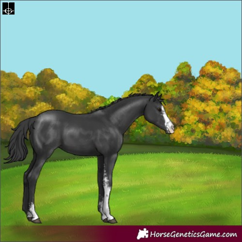 Horse Color:Black Sabino 