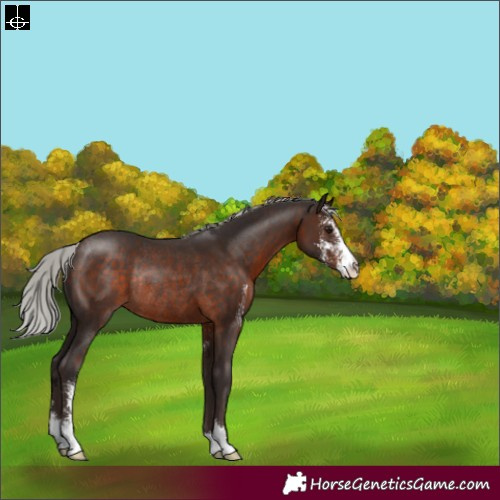 Horse Color:Silver Brown Sabino Appaloosa Rabicano 