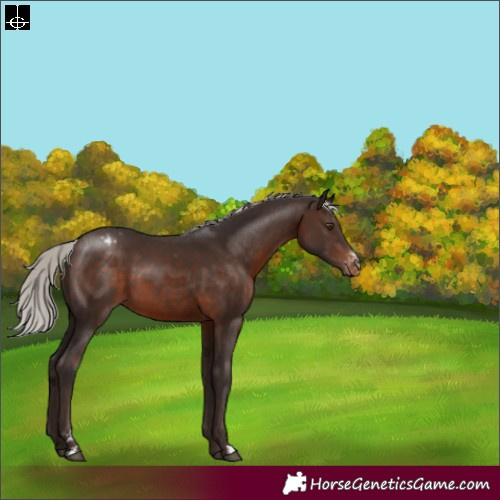 Horse Color:Silver Brown Sabino Appaloosa