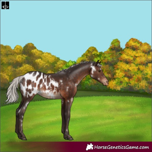 Horse Color:White Spotted Silver Brown Appaloosa Rabicano 