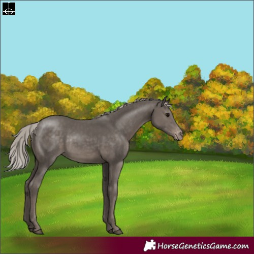 Horse Color:Silver Black Appaloosa Rabicano 