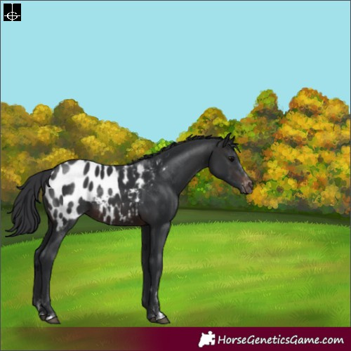 Horse Color:Brown Appaloosa 
