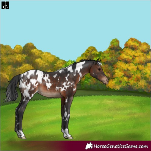 Horse Color:White Spotted Brown Appaloosa 