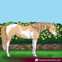Horse Color:Gold Champagne Splash Tobiano 