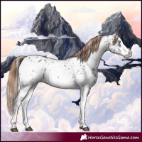 Horse Color:Liver Chestnut Sabino Splash Near Leopard  and Liver Chestnut Sabino Splash Near Leopard 