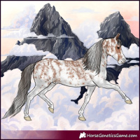 Horse Color:Bay Sabino Rabicano and Bay Sabino Rabicano