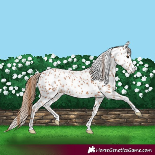 Horse Color:Chestnut Appaloosa Rabicano 