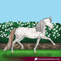 Horse Color:Chestnut Leopard Rabicano