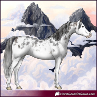 Horse Color:Brown Sabino Splash Rabicano