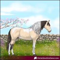 Horse Color:Buckskin Dun Tobiano 