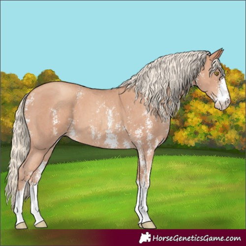 Horse Color:Gold Champagne Sabino 