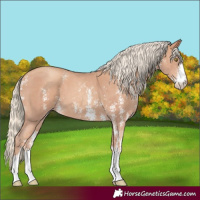 Horse Color:Gold Champagne Sabino 