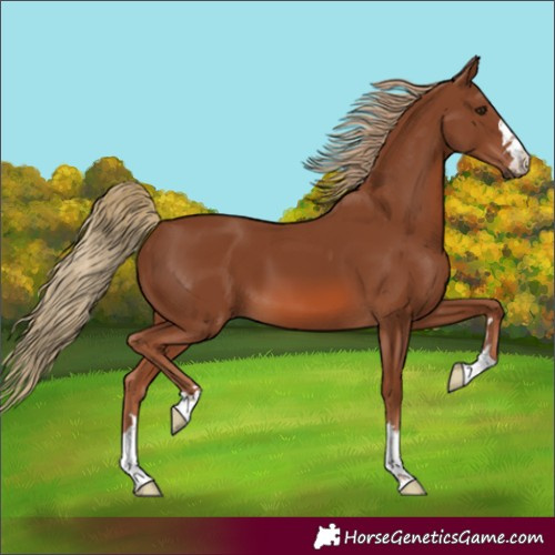 Horse Color:Unknown 