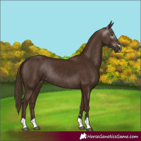 Horse Color:Gray Chestnut Rabicano