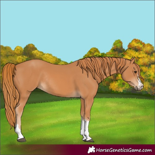 Horse Color:Chestnut Rabicano 