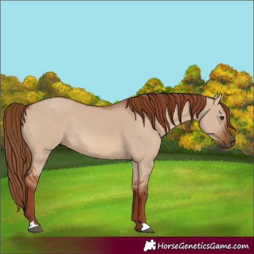 Horse Color:Red Dun