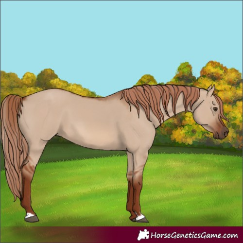 Horse Color:Red Dun
