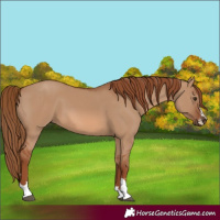 Horse Color:Red Dun 