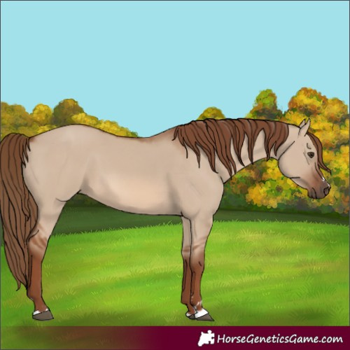 Horse Color:Red Dun