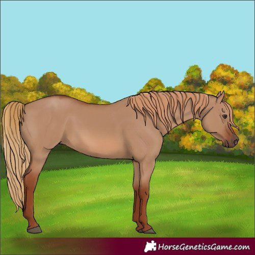 Horse Color:Red Dun