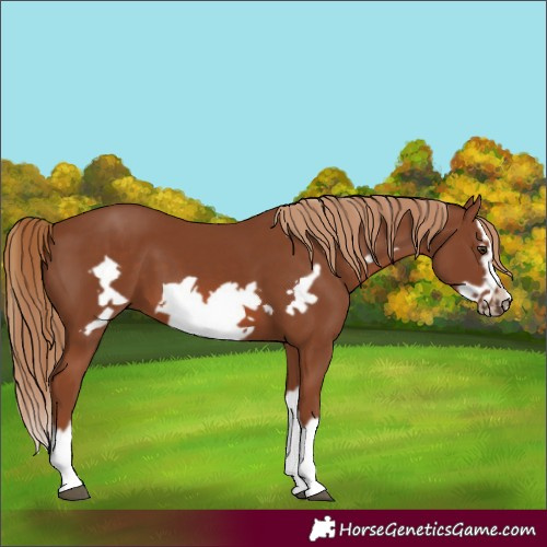 Horse Color:Chestnut Splash Frame 