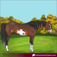 Horse Color:Brown Splash Frame