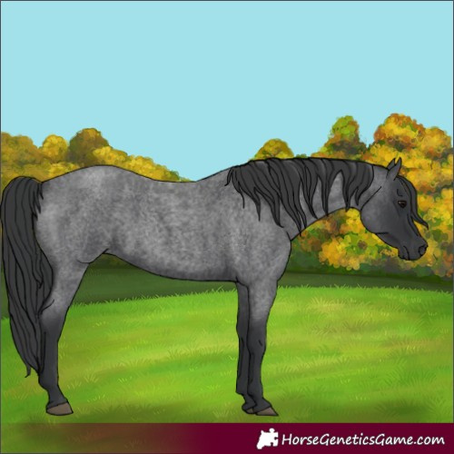 Horse Color:Blue Roan