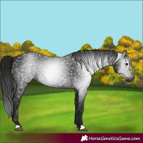 Horse Color:Gray Black