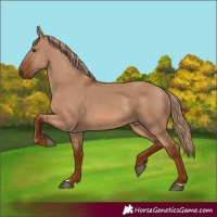 Horse Color:Red Dun Rabicano