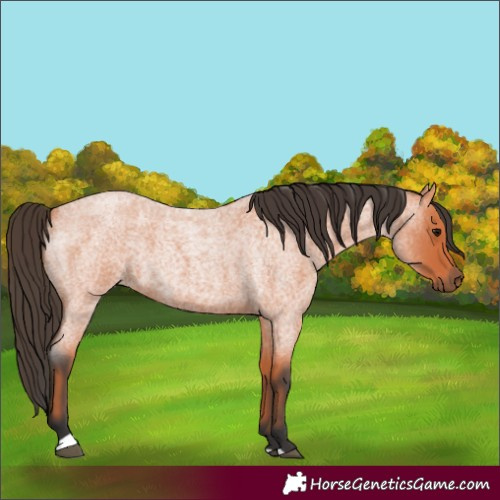 Horse Color:Bay Roan 