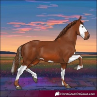 Horse Color:Chestnut  and Chestnut Splash 