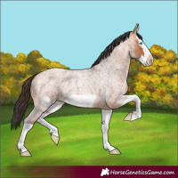 Horse Color:Bay Roan Splash Frame