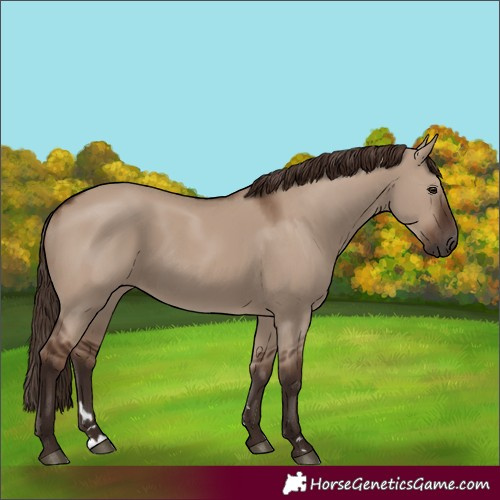 Horse Color:Liver Red Dun Rabicano